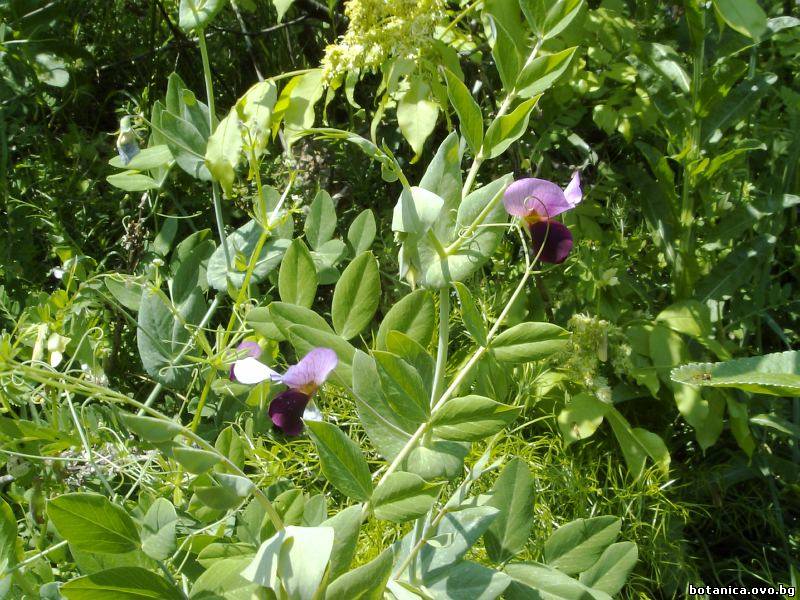 Pisum sativum subsp. elatius