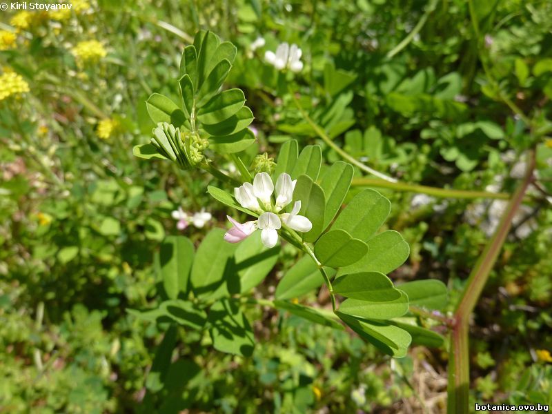 Securigera cretica