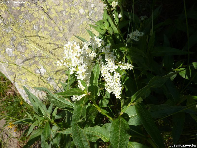 Persicaria alpina