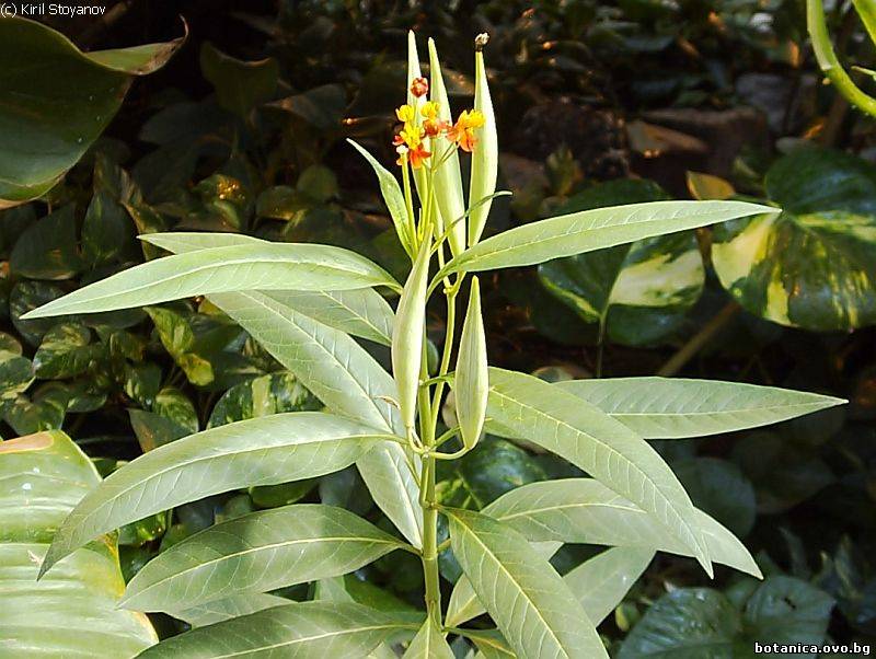 Asclepias tuberosa