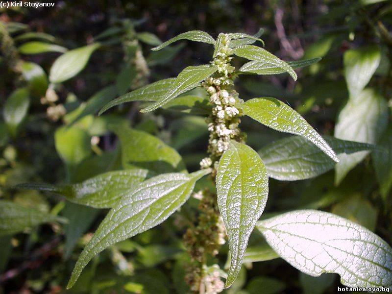 Parietaria erecta