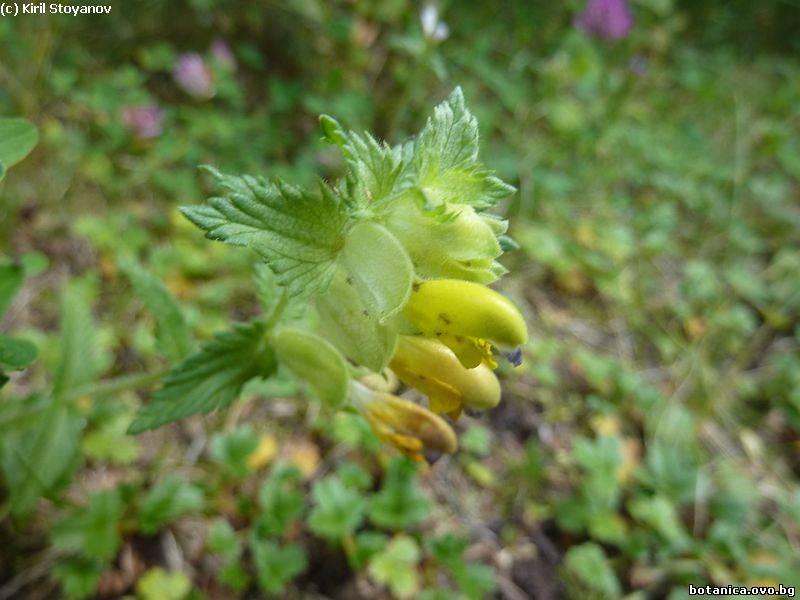 Rhinanthus angustifolius
