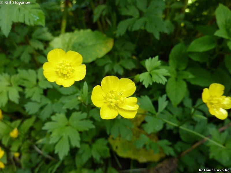 Ranunculus bulbosus