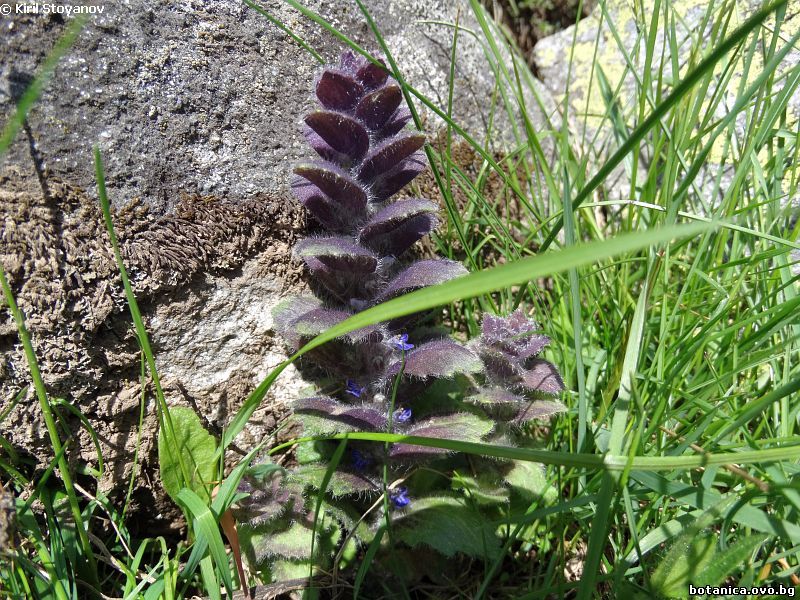 Ajuga pyramidalis
