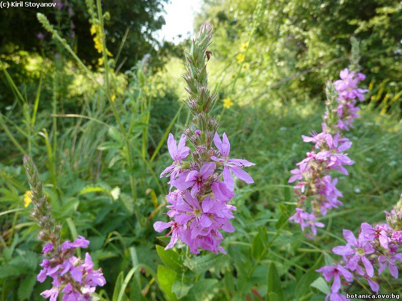 Lythrum salicaria