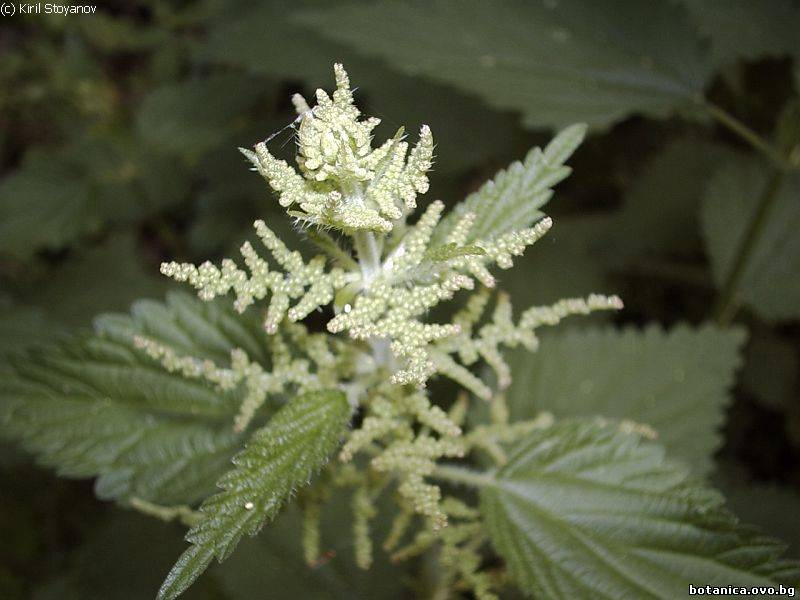 Семейство Urticaceae /Копривови/