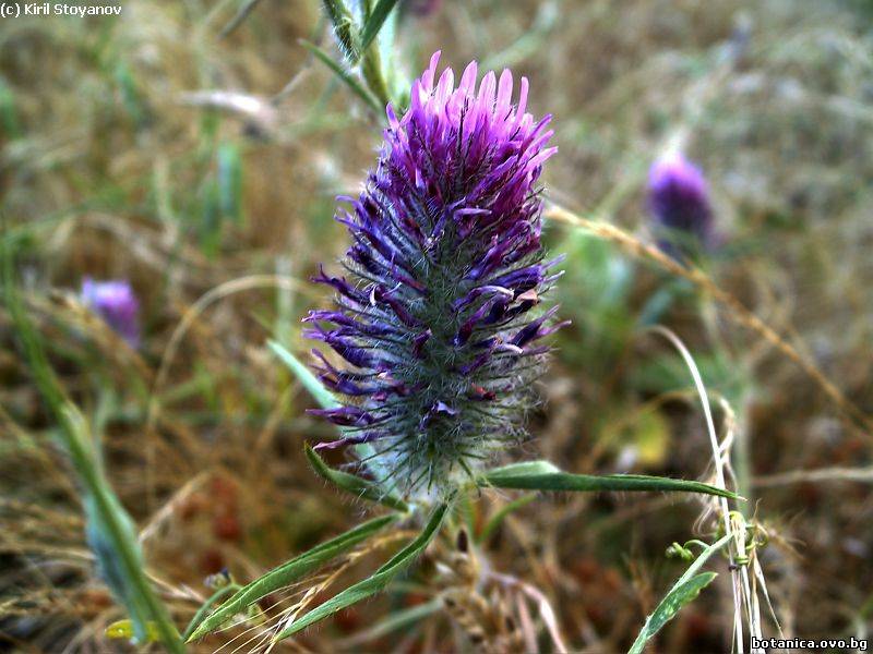 Trifolium purpureum
