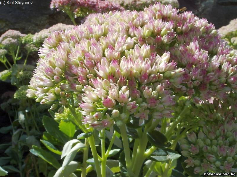 Sedum spectabile