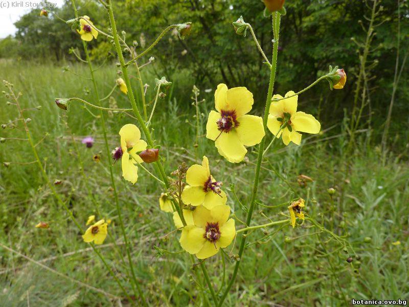 галерия Scrophulariaceae