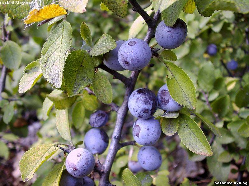 Prunus spinosa