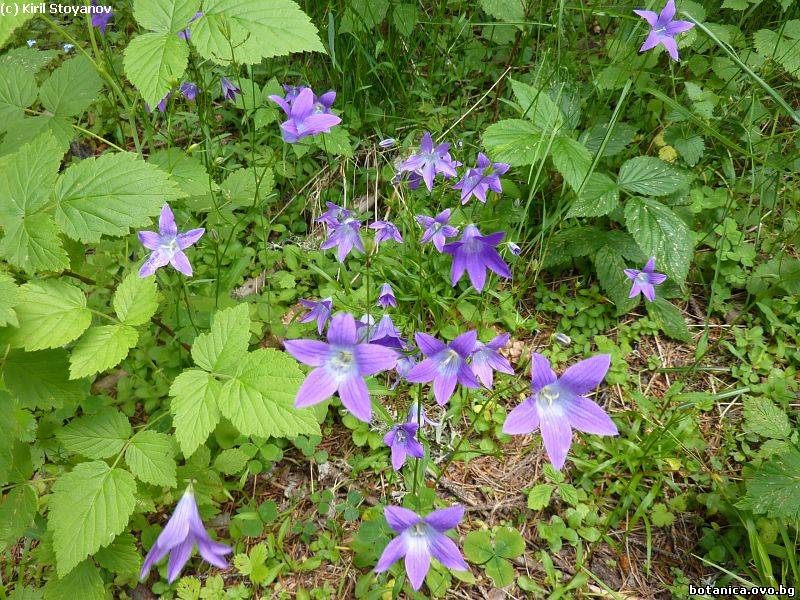галерия Campanulaceae