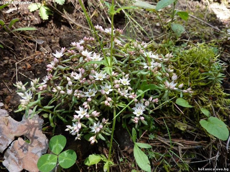 Sedum hispanicum