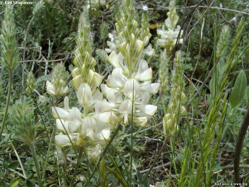 Onobrychis alba
