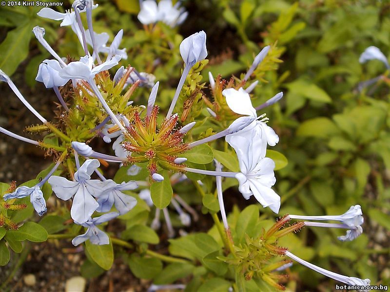 Plumbago auriculata