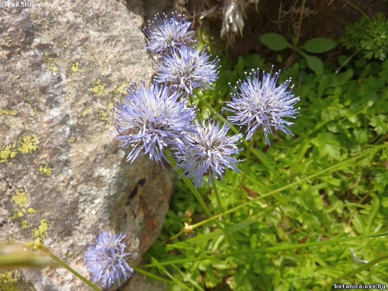 Jasione bulgarica