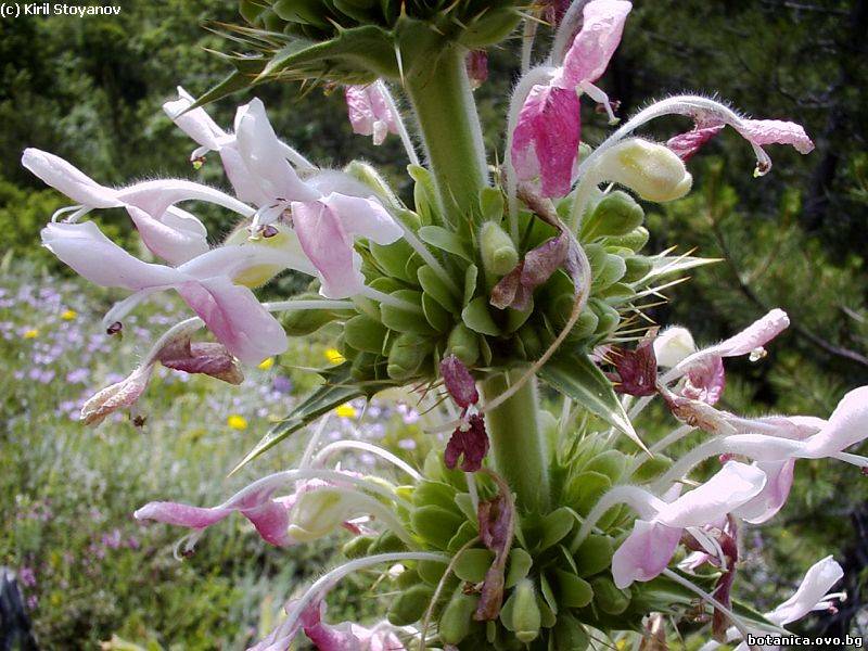 Morina persica