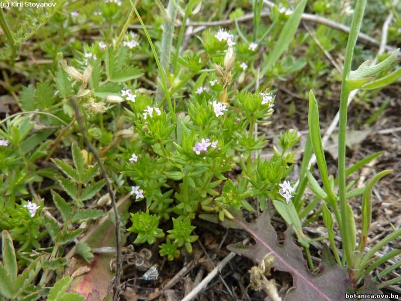 Sherardia arvensis