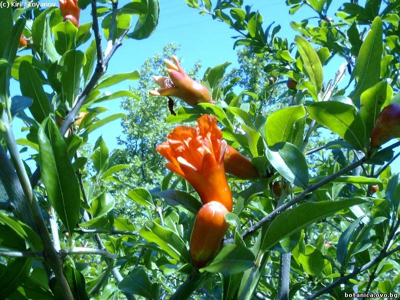 Punica granatum