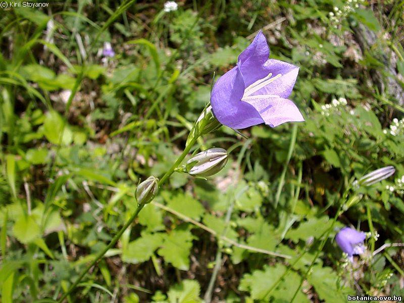 Campanula persicifolia