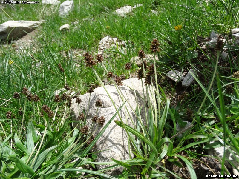 Plantago atrata