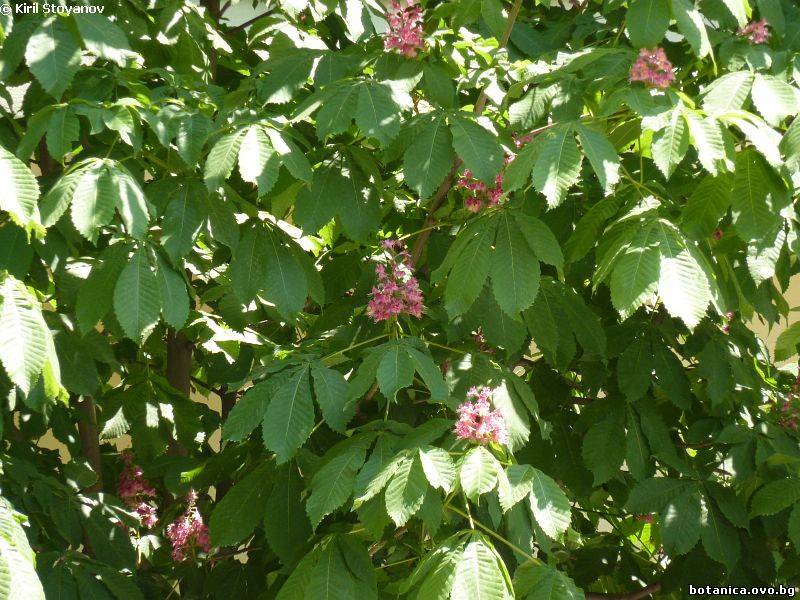 Семейство Aceraceae /Яворови/