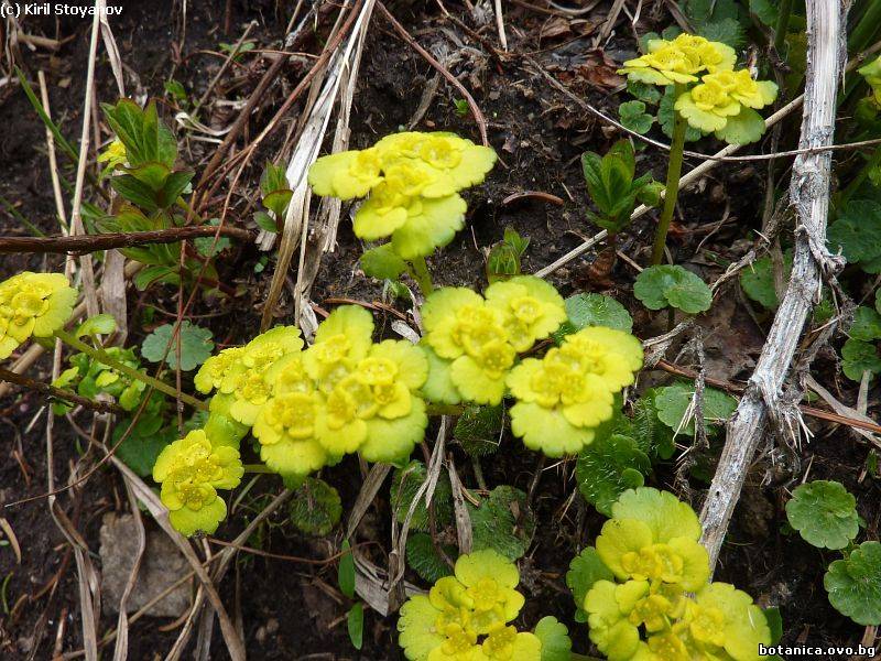 Chrysosplenium alternifolium