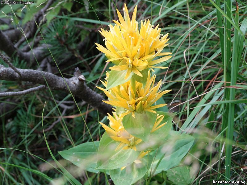 Gentiana lutea