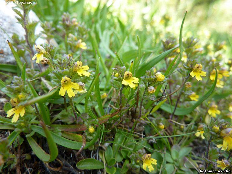 Euphrasia minima
