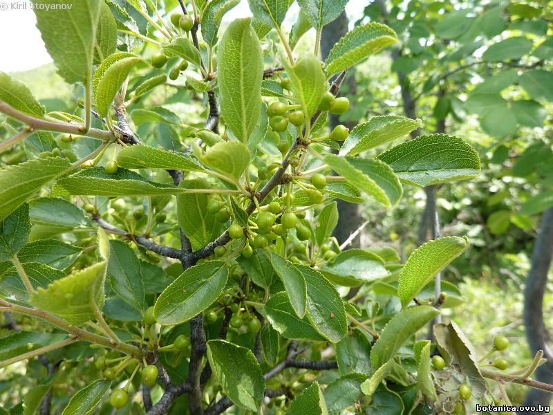 Rhamnus cathartica