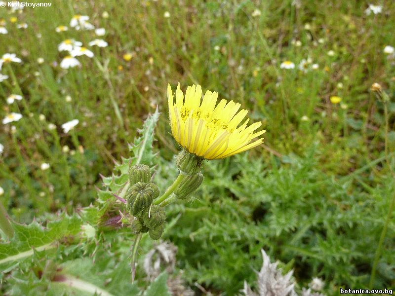 Sonchus asper