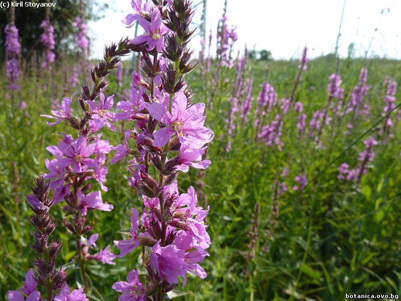 галерия Lythraceae