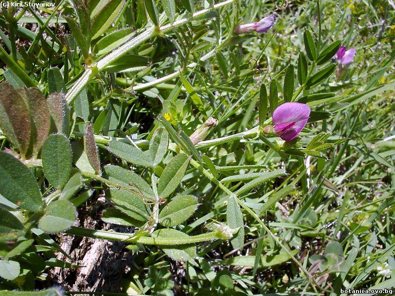 Vicia sativa