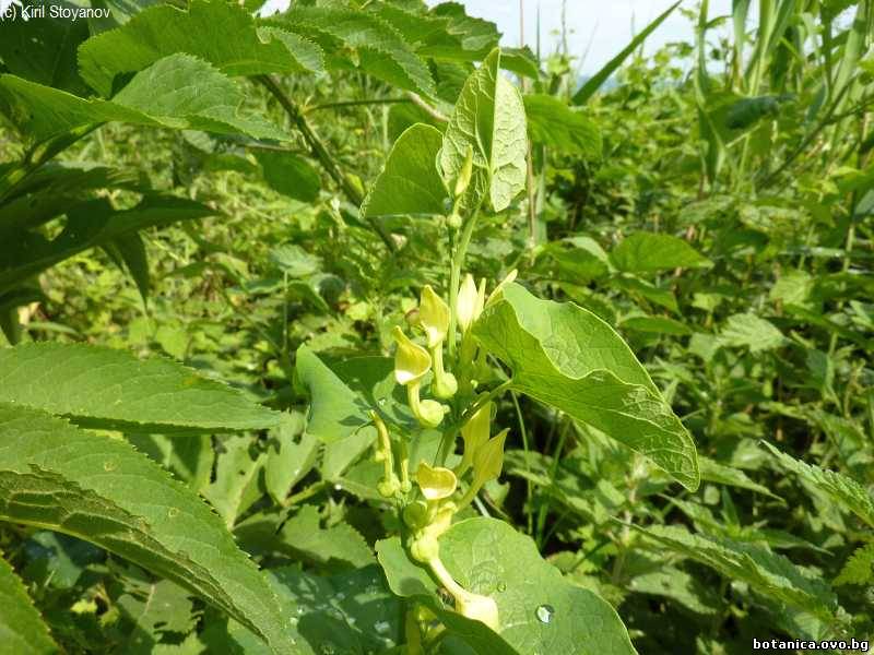 Aristolochia clematitis