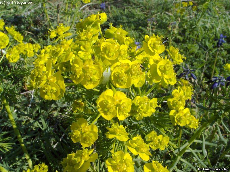 галерия Euphorbiaceae