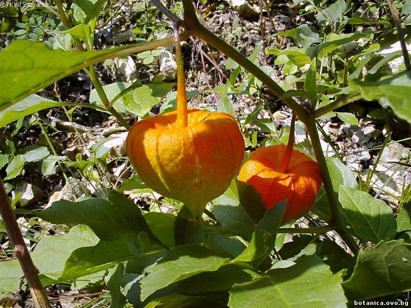 Physalis alkekengi