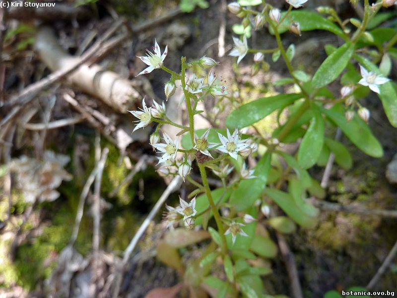 Sedum cepaea