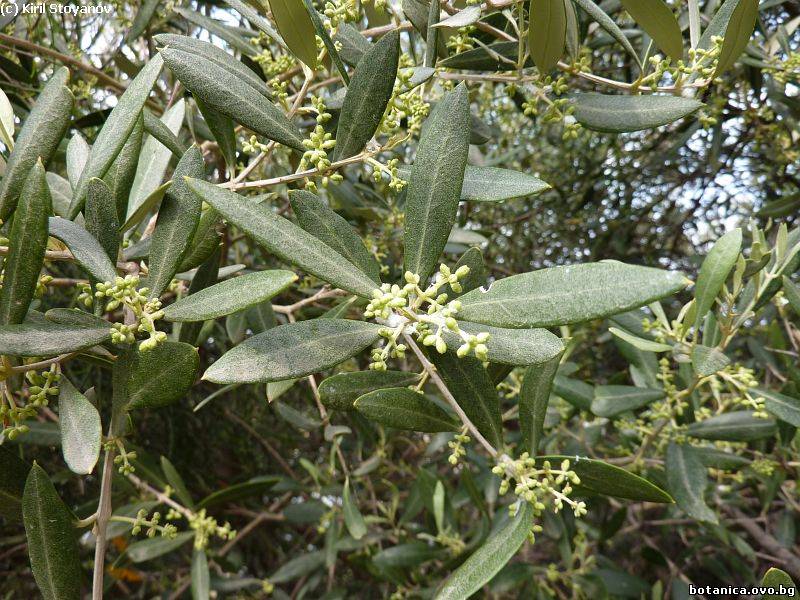 Olea europaea