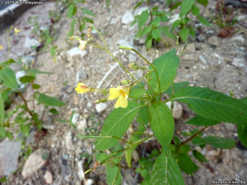 Impatiens parviflora