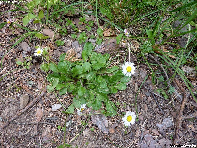 Bellis sylvestris