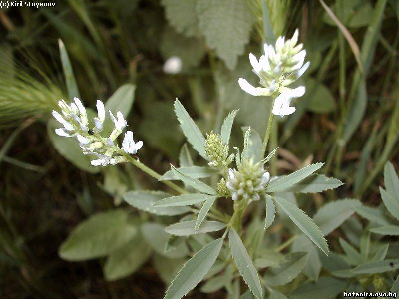 Trigonella caerulea