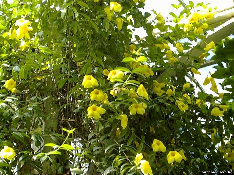 Allamanda cathartica