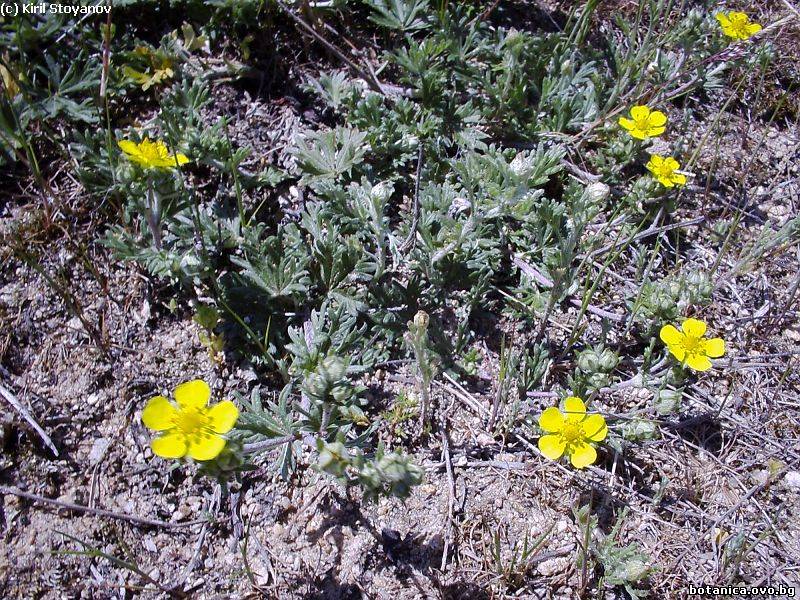 Potentilla argentea