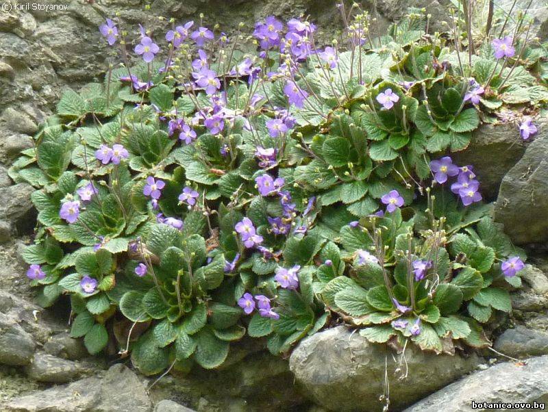 Ramonda serbica