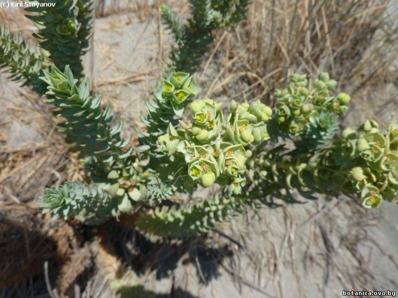 Euphorbia paralias