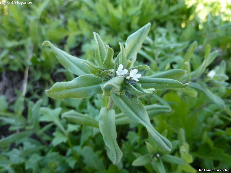 Buglossoides arvensis