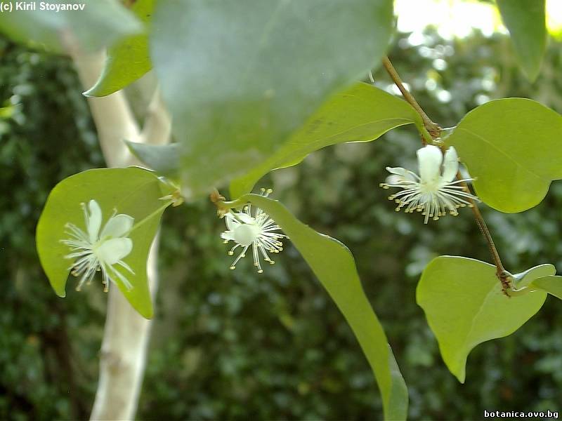 Eugenia uniflora