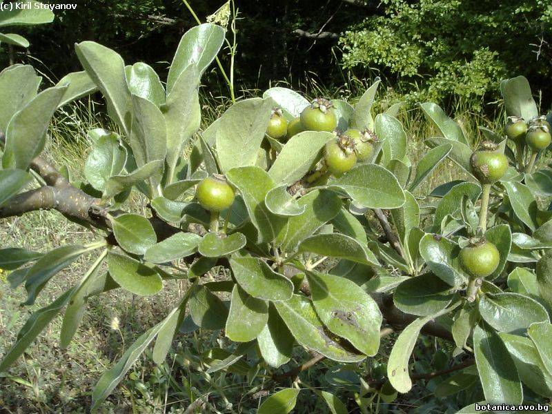 Pyrus amygdaliformis