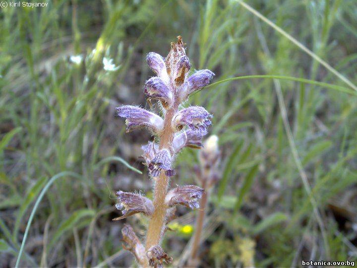 Stoyanov 2009. Chorology and critical notes on Orobanche subsect. Minores