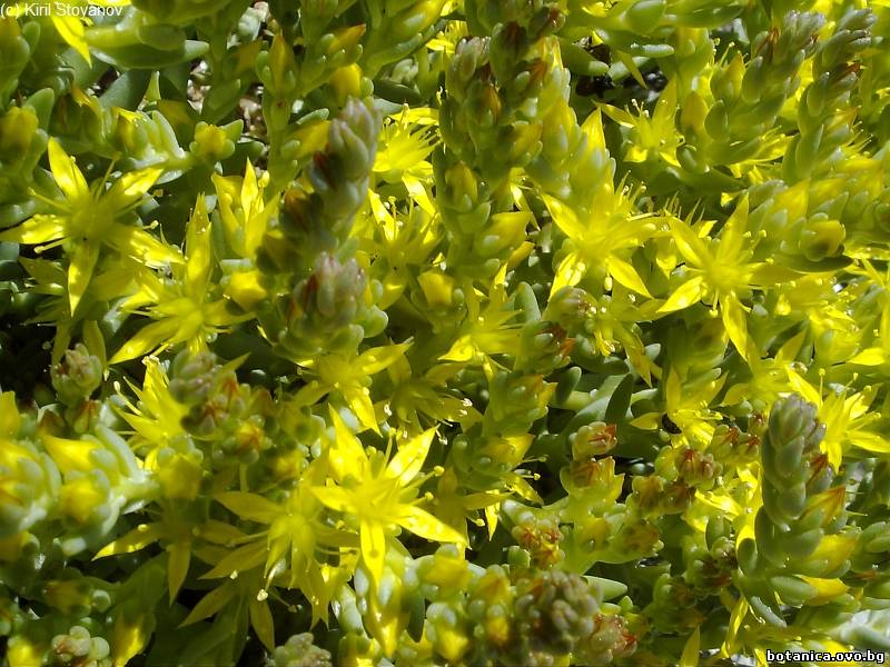 Sedum urvillei