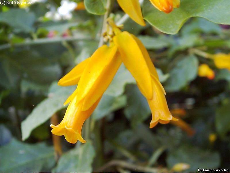 Juanulloa aurantiaca